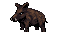 Boar